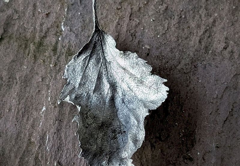 Nigredo